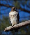 _7SB2373 red-tailed hawk